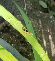 Trogomorpha arrogans