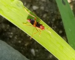 Trogomorpha arrogans