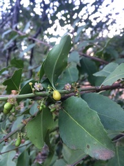 Maytenus acuminata acuminata