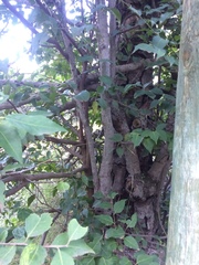 Maytenus acuminata acuminata