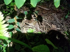 Lithobates brownorum