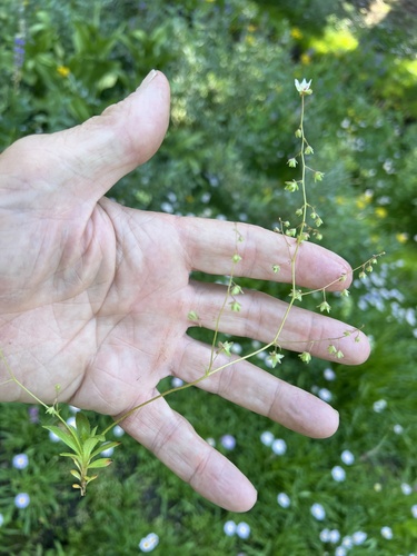 Image of Bud Saxifrage (Micranthes bryophora) by (c) Steve Matson, some rights reserved (CC BY)