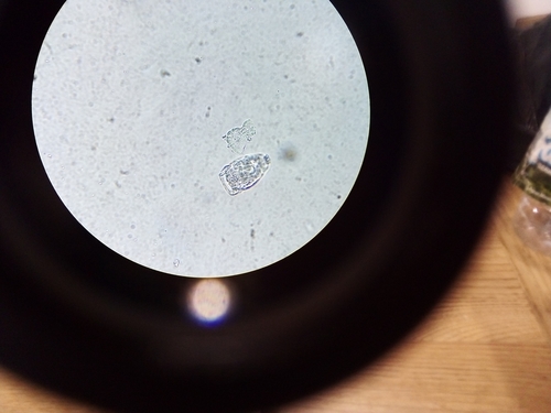 Brachionidae