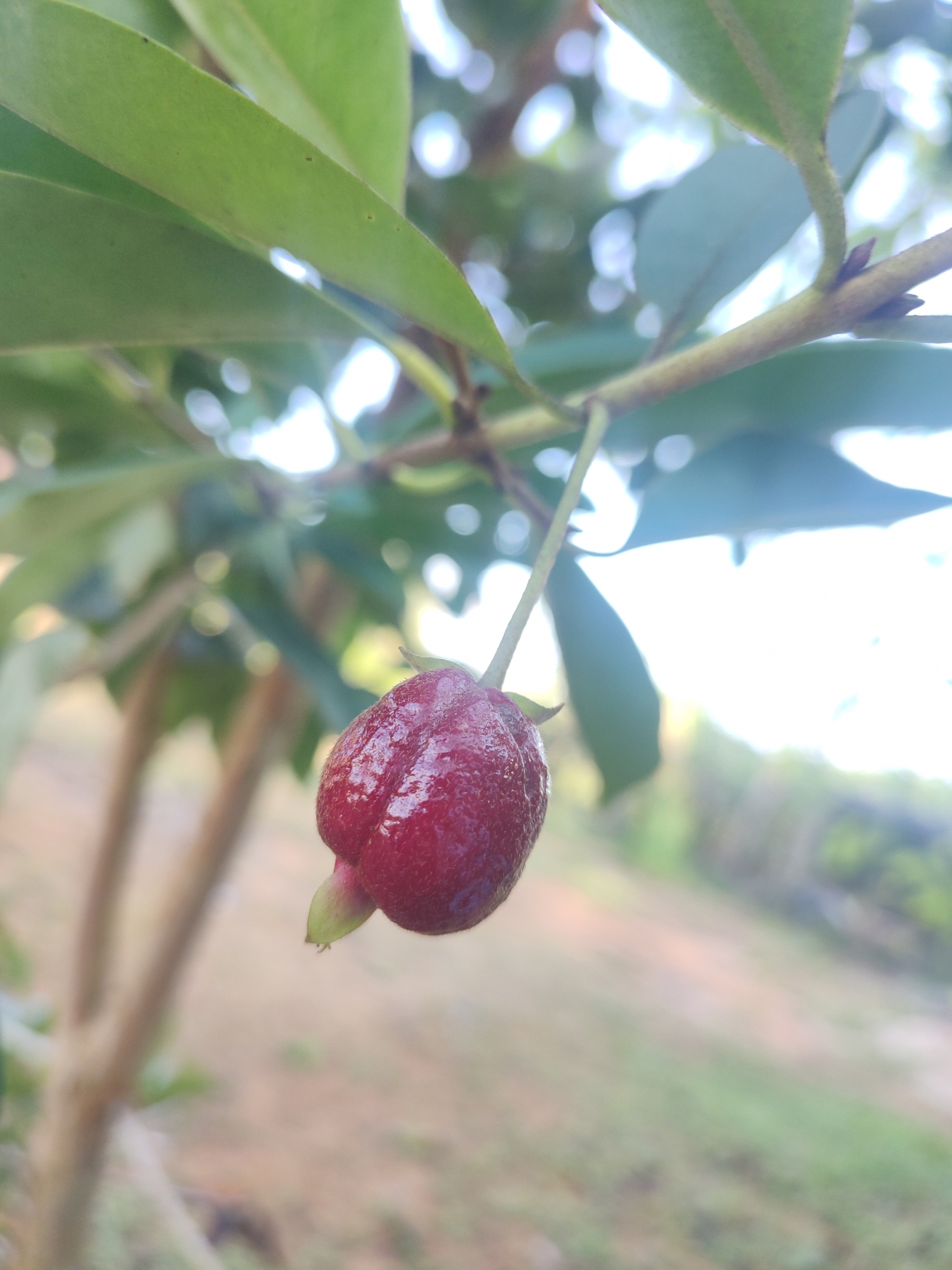 Imagem de Cereja-do-rio-grande