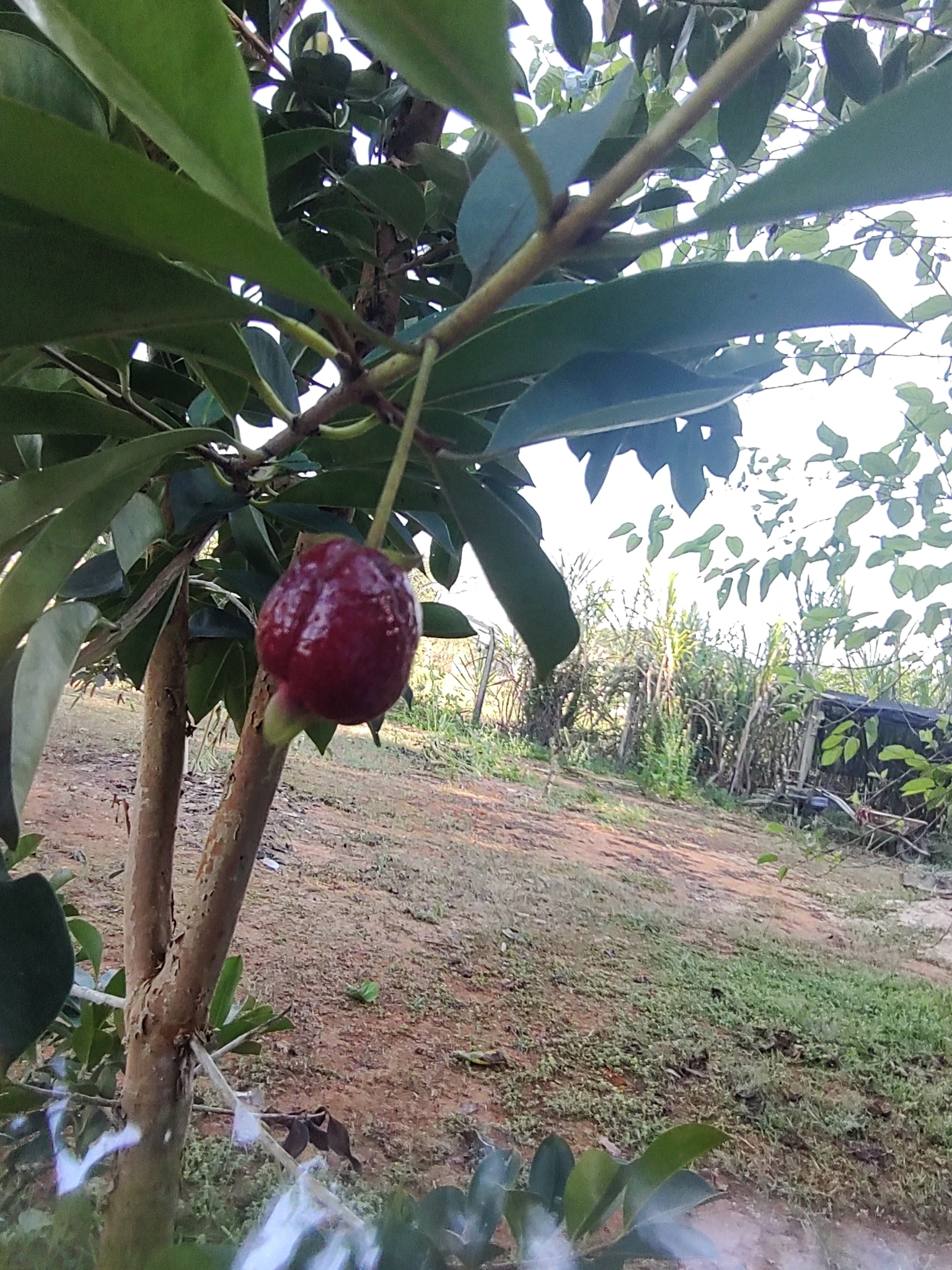 Imagem de Cereja-do-rio-grande
