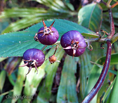 Lobelia borneensis