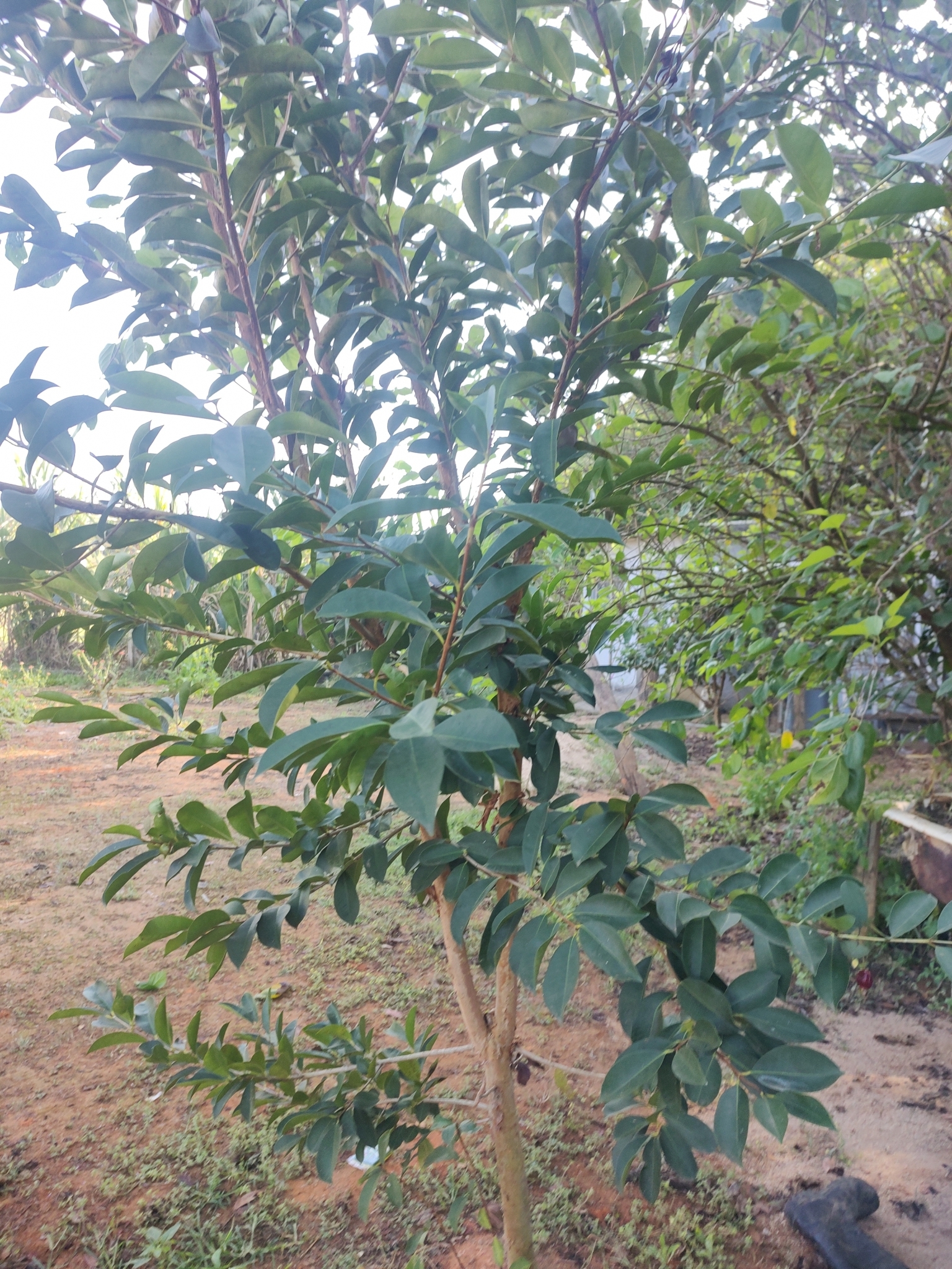 Imagem de Cereja-do-rio-grande