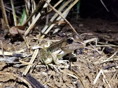 Lithobates brownorum