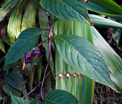 Lobelia borneensis