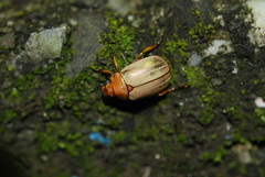 Mimela testaceoviridis