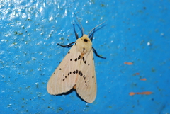 Spilarctia postrubida