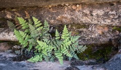 Myriopteris covillei