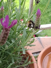 Bombus