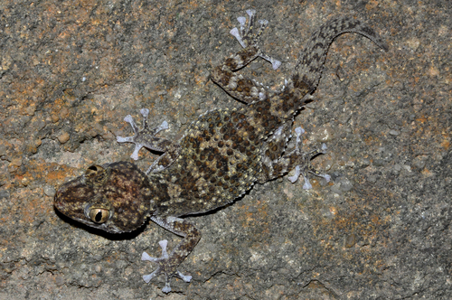 Betroka Leaf-toed Gecko