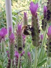Bombus
