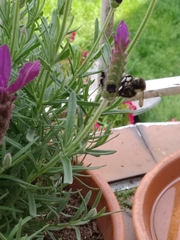 Bombus