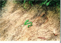 Trimeresurus nebularis