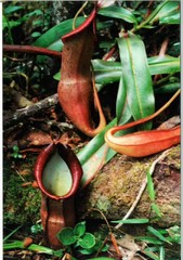 Nepenthes sanguinea