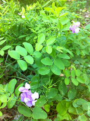 Lathyrus pauciflorus
