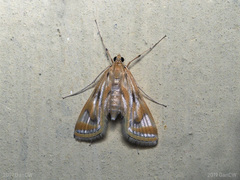 Eoophyla peribocalis