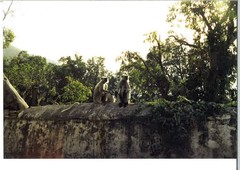 Semnopithecus entellus