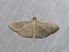 Poliobotys ablactalis