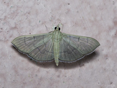 Poliobotys ablactalis