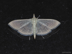 Poliobotys ablactalis