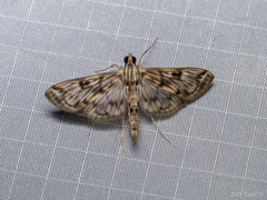 Rhimphalea