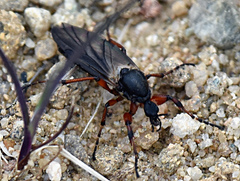 Bibio xanthopus