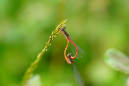 Small Red Damselfly, photo 10 of 10