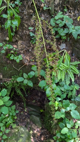 Image of Wood's bunchflower by (c) Peyton Phelps, some rights reserved (CC BY)