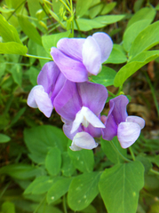 Lathyrus pauciflorus