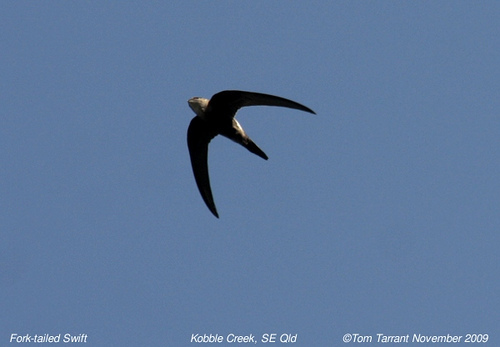 Fork-tailed Swift (Birds of Timor-Leste) · iNaturalist