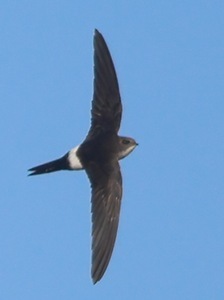 Fork-tailed Swift (Birds of Timor-Leste) · iNaturalist