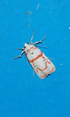 Cyana hamata