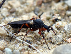 Bibio xanthopus