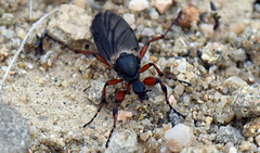 Bibio xanthopus