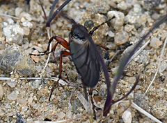 Bibio xanthopus