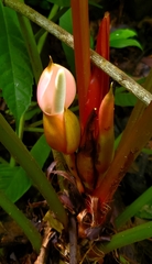 Philodendron grandipes, photograph (c) Jonathan Curley, some rights reserved (CC BY)