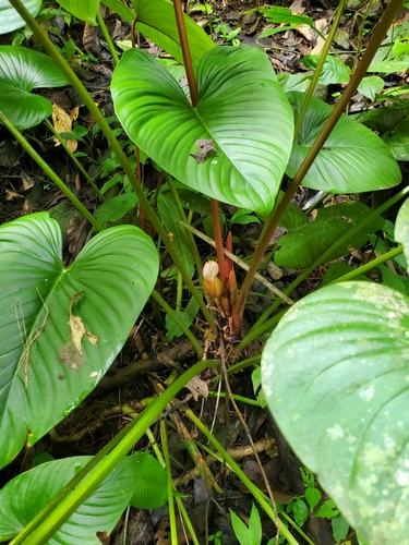 Image of Philodendron grandipes by (c) Jonathan Curley, some rights reserved (CC BY)