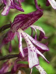Orchis × hybrida