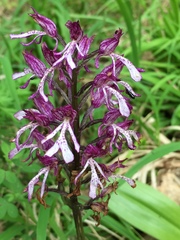 Orchis × hybrida