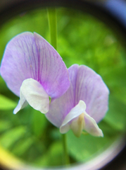 Lathyrus pauciflorus