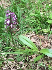 Orchis × hybrida