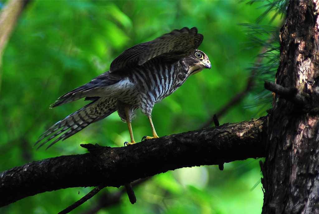 Japanese Sparrowhawk (birds Of Timor-leste) · Inaturalist