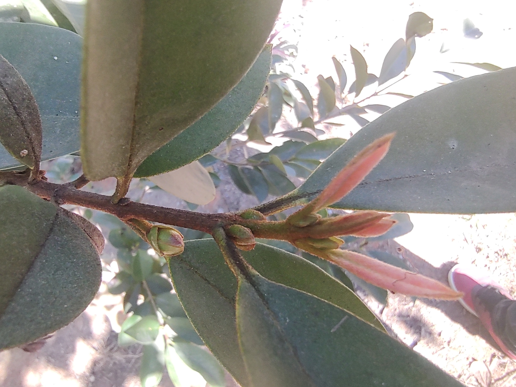 Imagem de Cereja-do-rio-grande