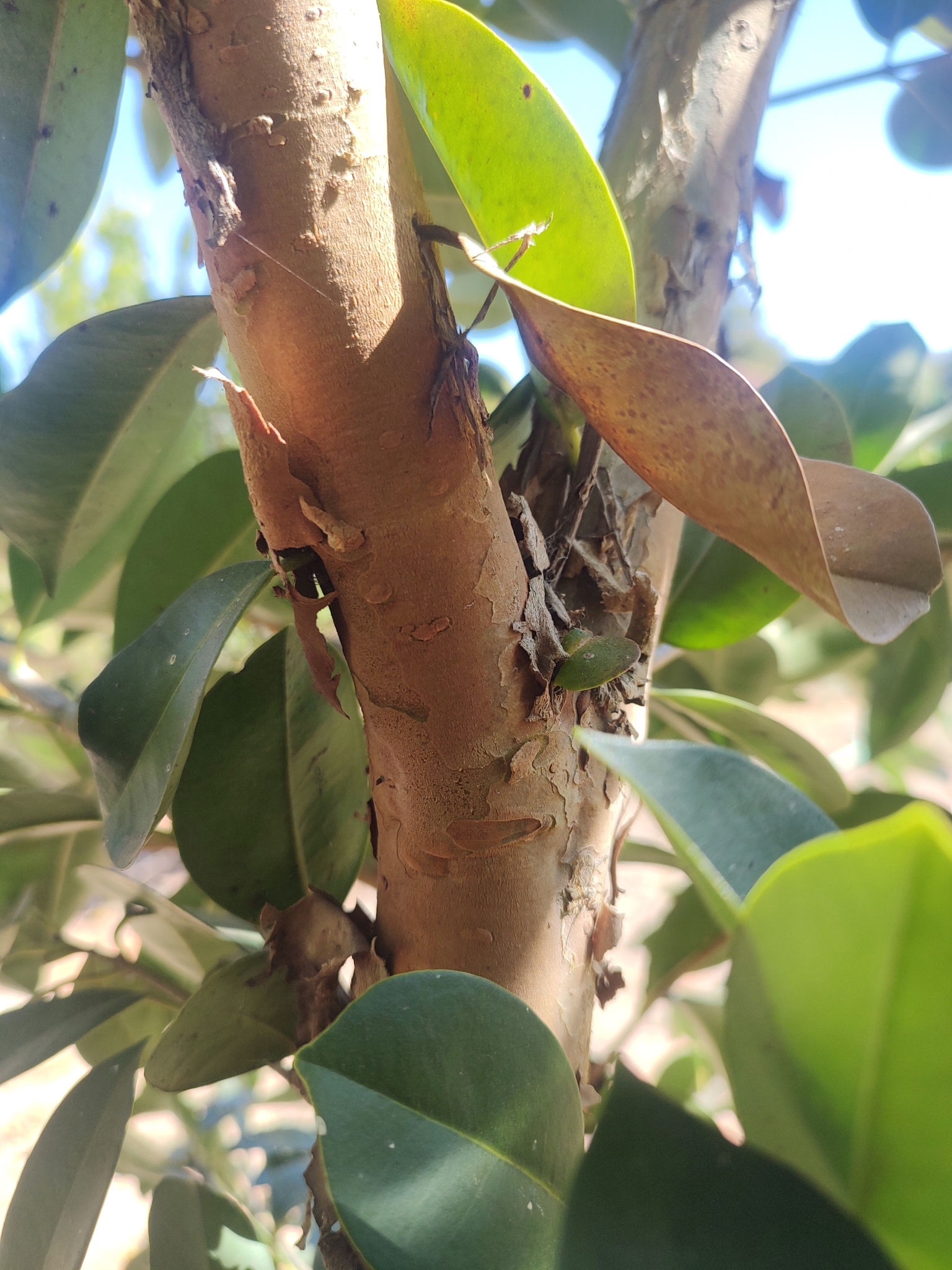 Imagem de Cereja-do-rio-grande