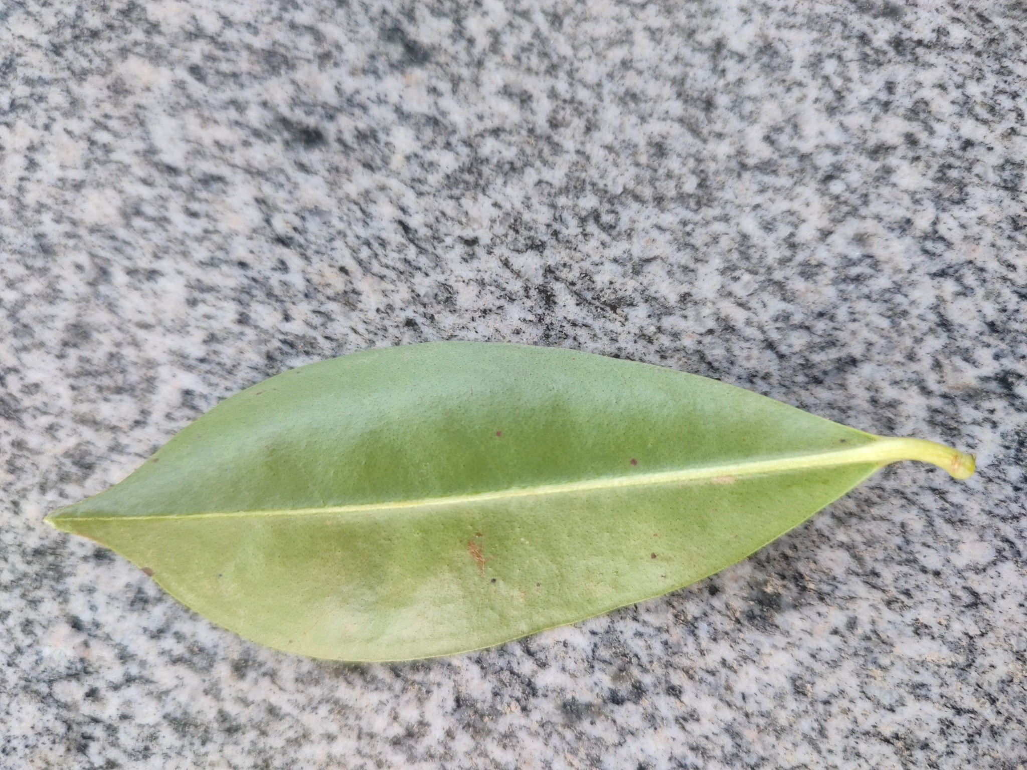 Imagem de Cereja-do-rio-grande