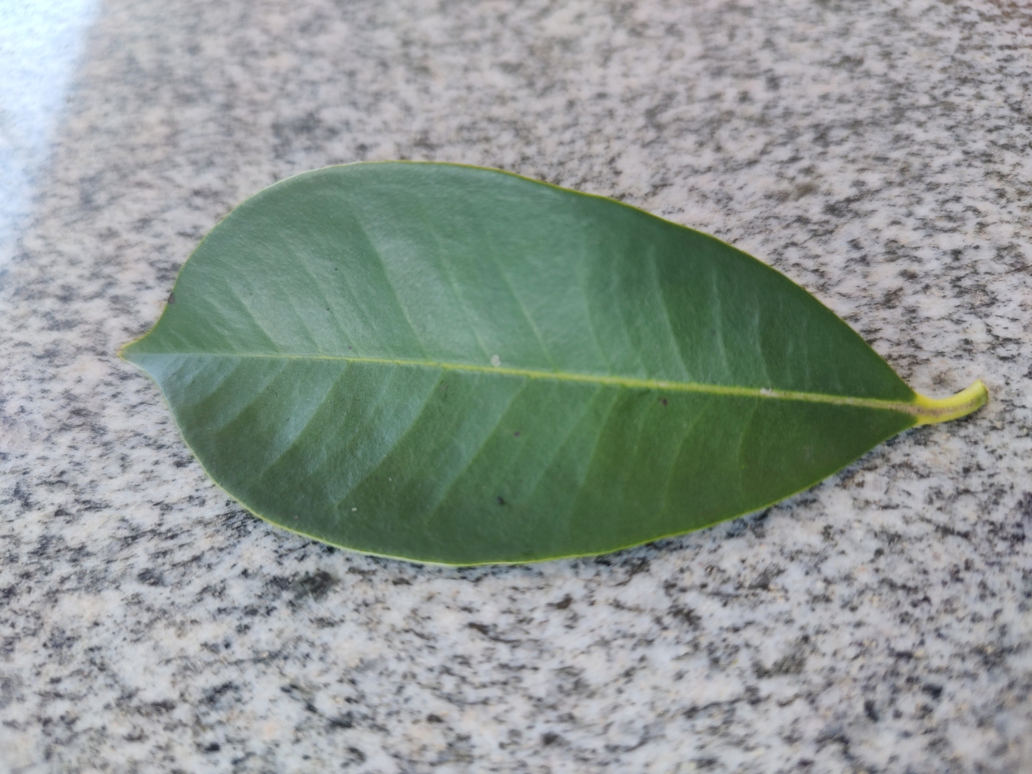 Imagem de Cereja-do-rio-grande